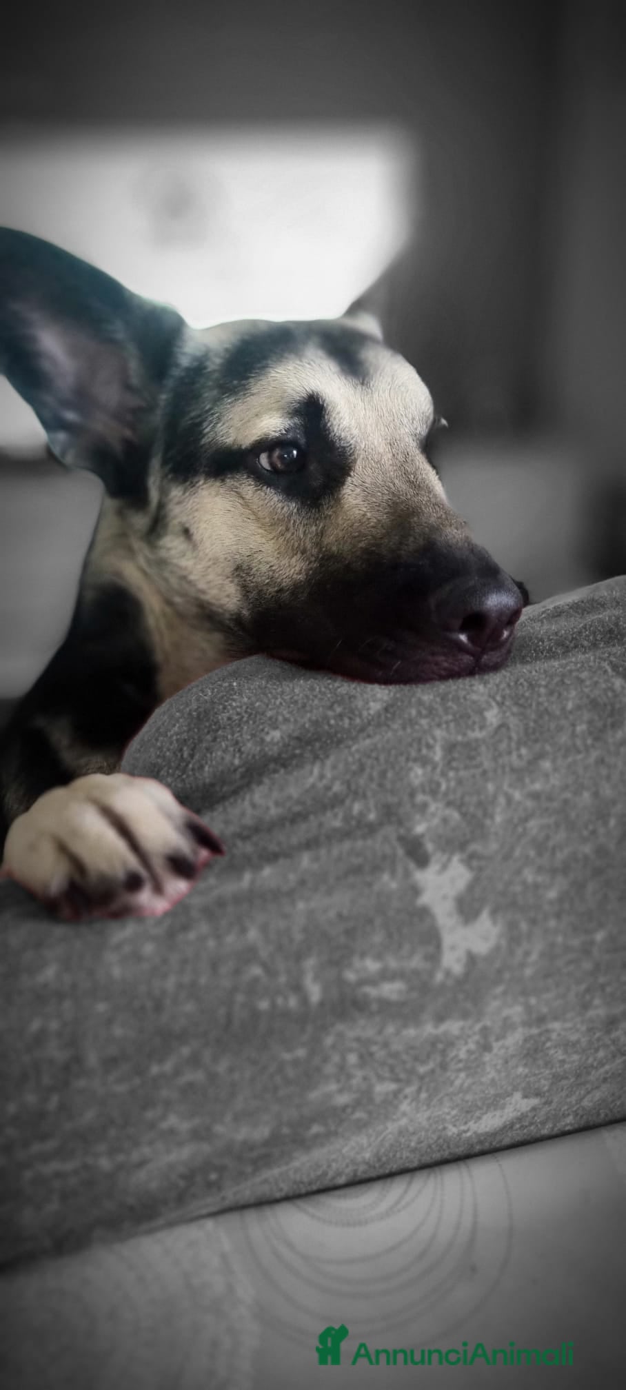 Pastore Tedesco cani il cucciolo e trattato benissimo - Annuncio 1