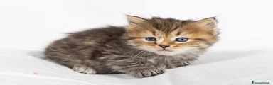 Siberiano Gattino 2