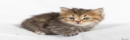 Siberiano gatti in vendita: Cuccioli gatto siberiano disponibili - Annuncio 5