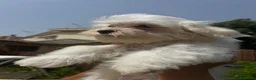Maltese cani in vendita: Cuccioli di maltese  a Città metropolitana di Roma Capitale - Annuncio 8