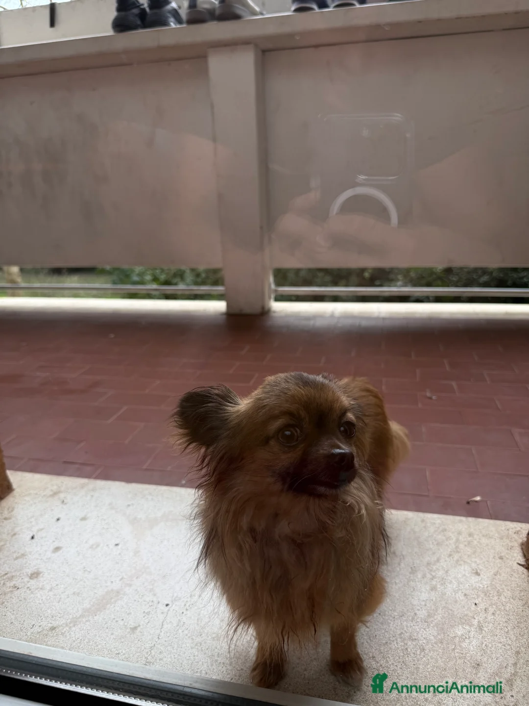 Chihuahua cani in vendita: Chihuahua a pelo lungo  - Annuncio 2