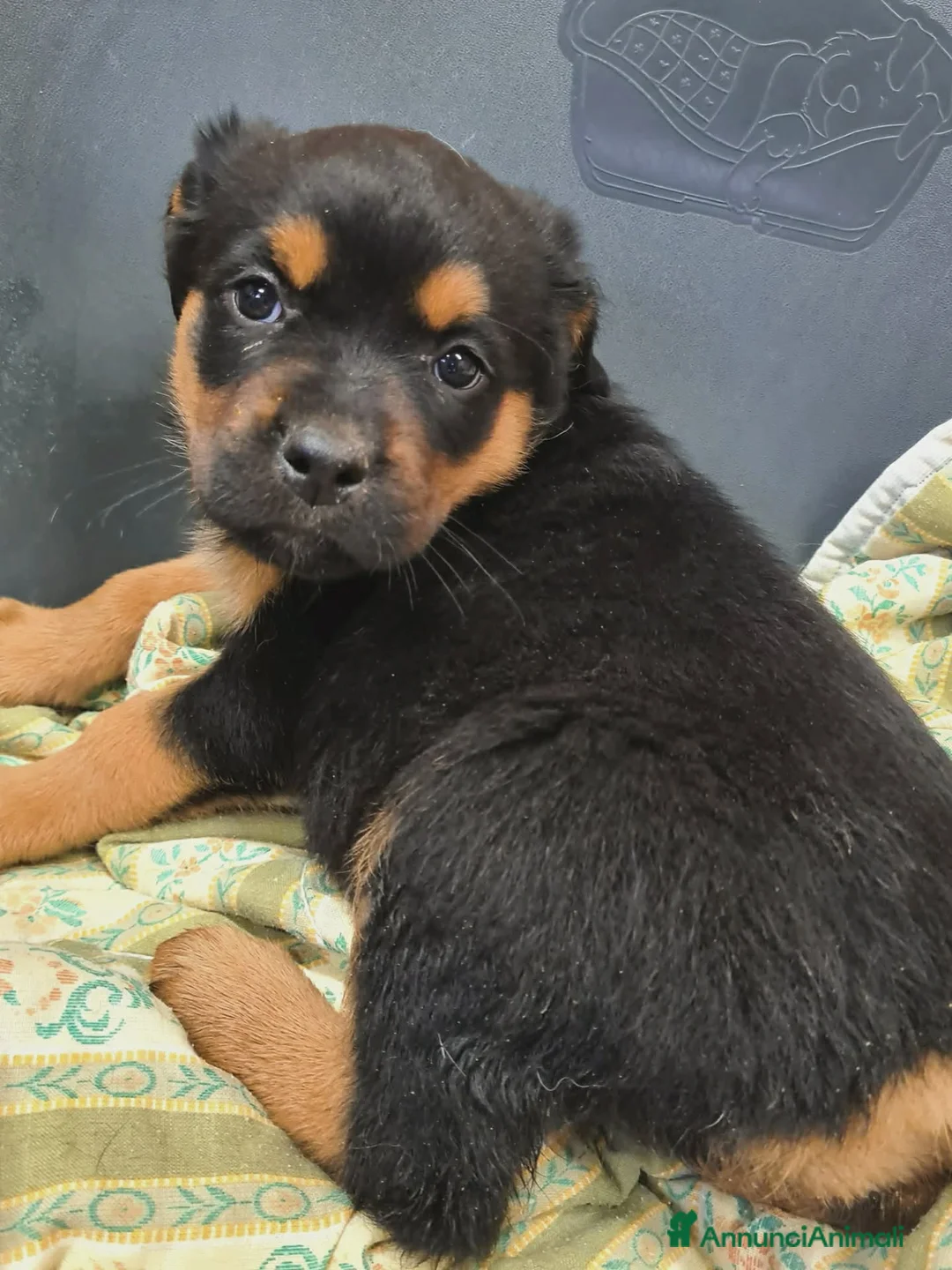 Rottweiler cani in regalo: 4 CUCCIOLI mix ROTTWEILER. Dolcissimi! - Annuncio 1