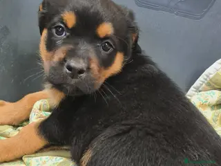 Rottweiler cani 4 CUCCIOLI mix ROTTWEILER. Dolcissimi! - Annuncio 23