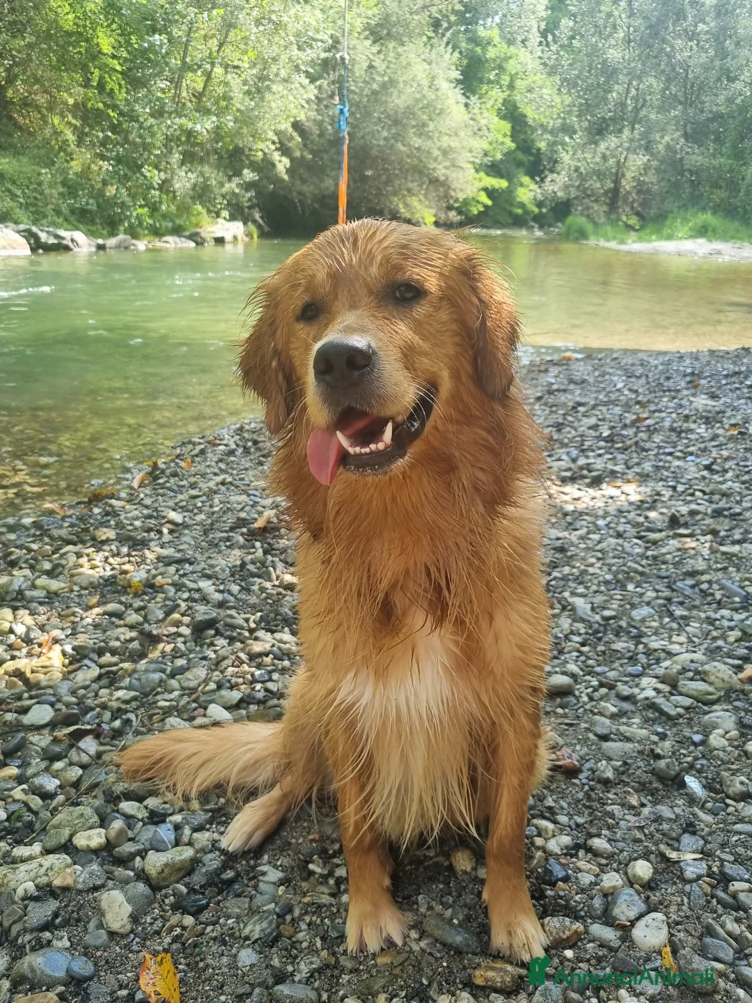 Golden Retriever cani per accoppiamento: Aron cerca fidanzatina - Annuncio 2