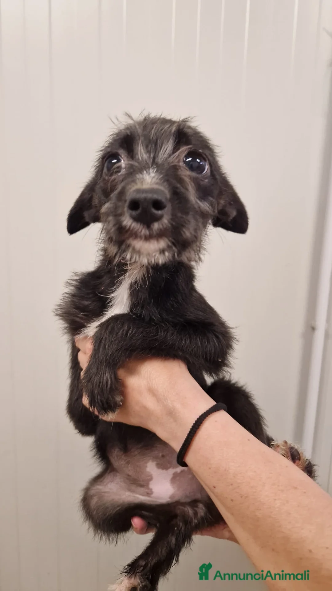 Meticcio cani in regalo: Camilla e Tommaso Yorkshire/Pinscher Mix in Canile - Annuncio 2