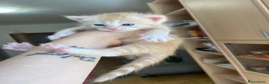 Maine Coon 2