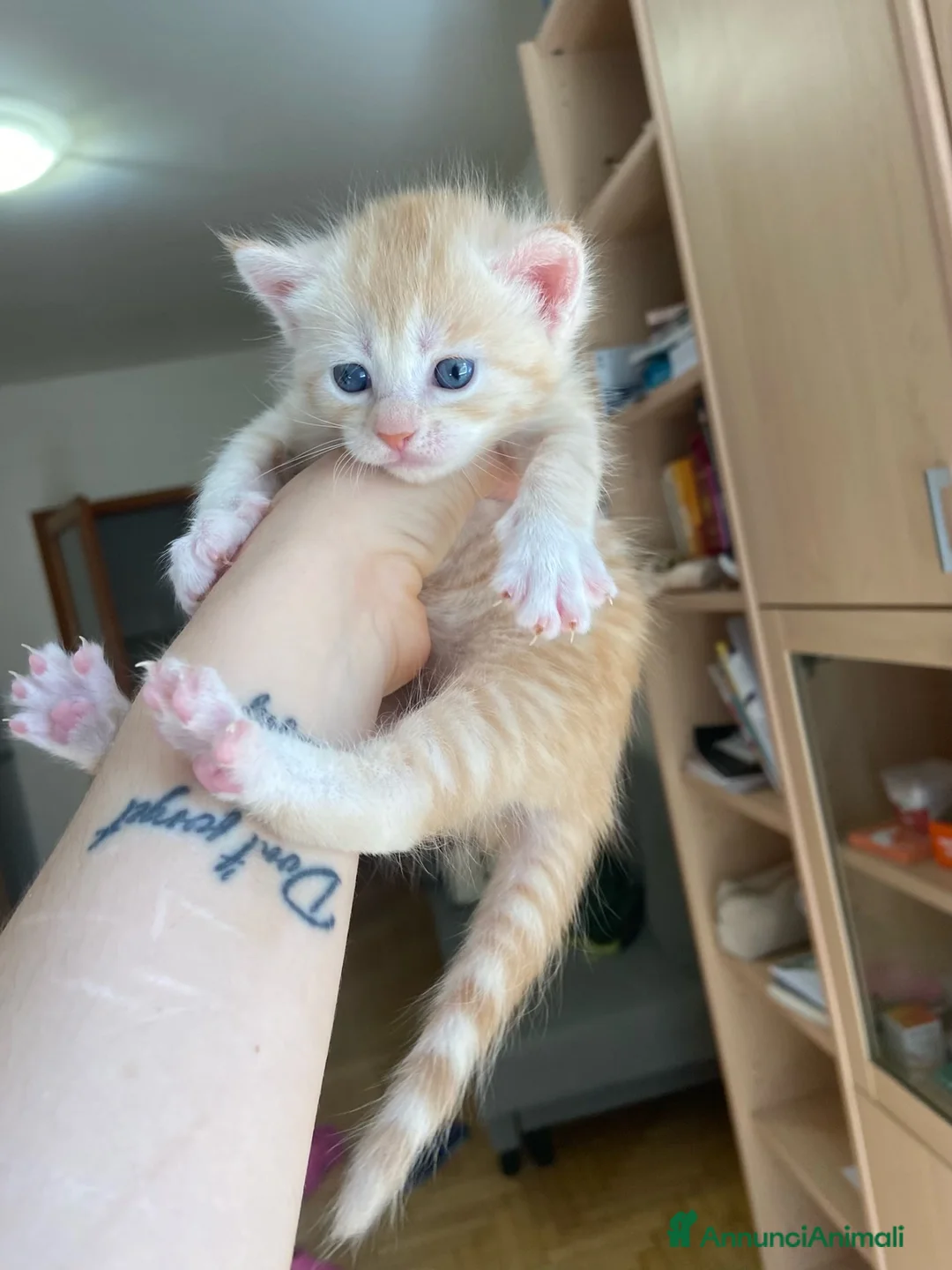 Maine Coon gatti in vendita: Maincoon xxl a Provincia di Padova - Annuncio 2