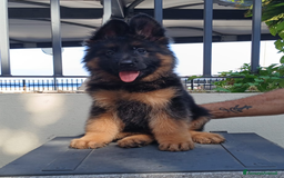Pastore Tedesco cani in vendita: Cucciola a pelo lungo  a Città metropolitana di Messina - Immagine 1