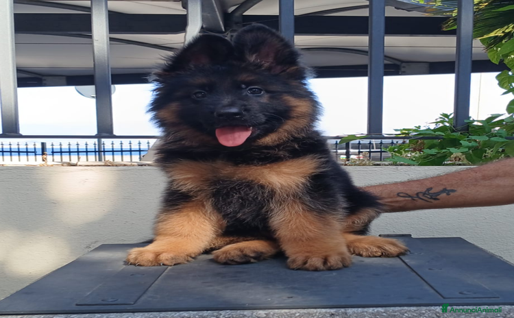 Pastore Tedesco cani a Città metropolitana di Messina - Annuncio 7
