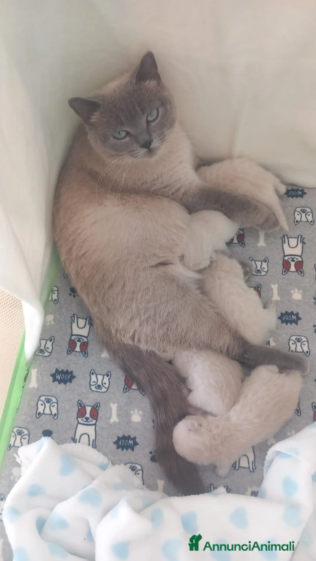 Scottish gatti in vendita: Cuccioli scottish fold e straight  - Annuncio 2