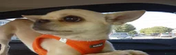 Chihuahua cani per accoppiamento: chiwuwua  - Annuncio 5