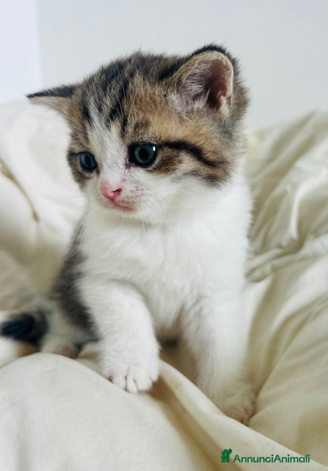 British gatti in vendita: 🐾 Cuccioli British Shorthair 🐾  a Provincia di Padova - Immagine 8