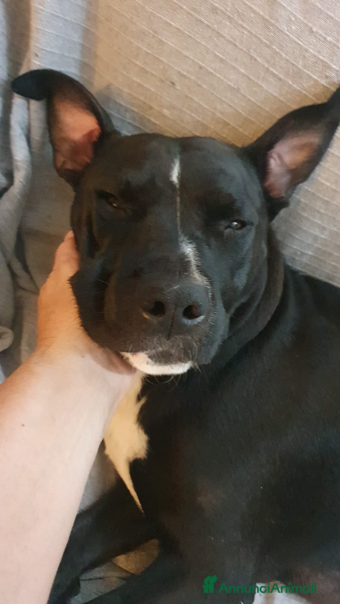 American Staffordshire cani in vendita: Vendo amstaff 2 mesi a Città Metropolitana di Torino - Immagine 4