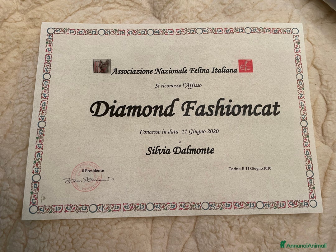 Immagine della galleria {{count}}