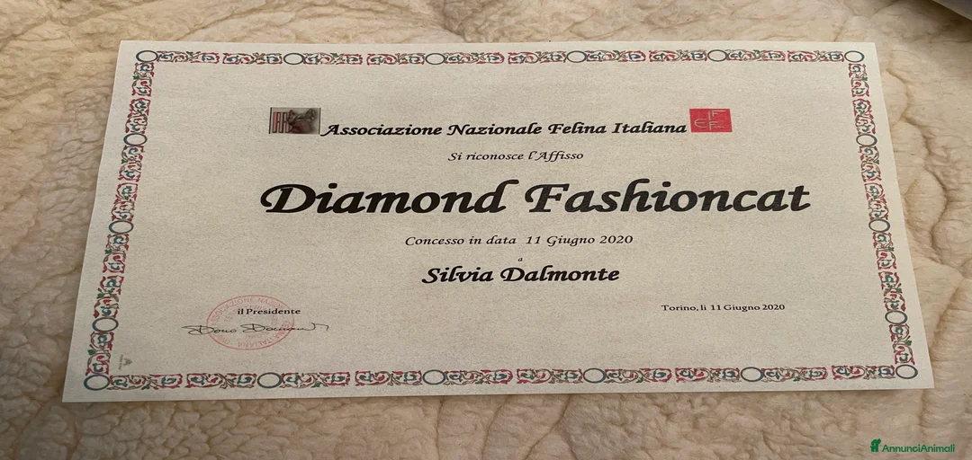 Immagine della galleria {{count}}