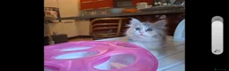 Siberiano gatti in vendita: Gattina Siberiana con PEDIGREE a Città Metropolitana di Bologna - Annuncio 6