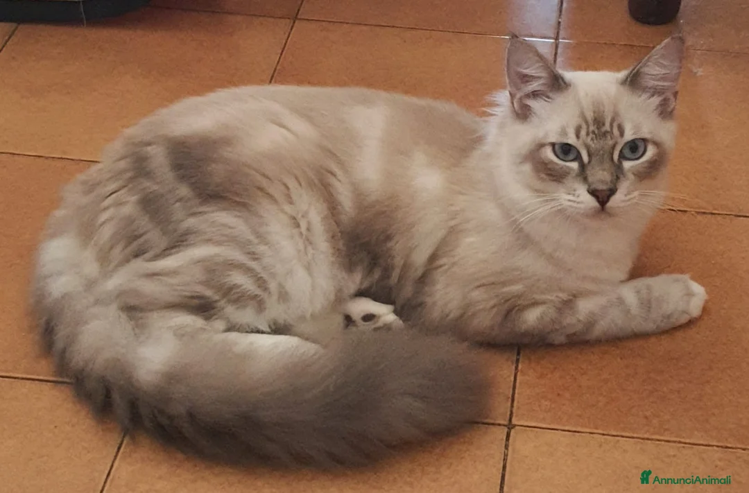 Ragdoll gatti in vendita: Cuccioli di 6 mesi disponibili  - Annuncio 2
