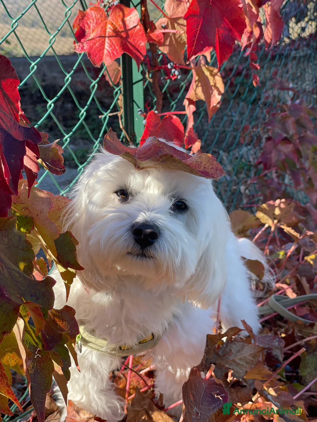 Maltipoo cani in vendita: Meravigliosi cuccioli di Maltipoo F2B - Annuncio 5