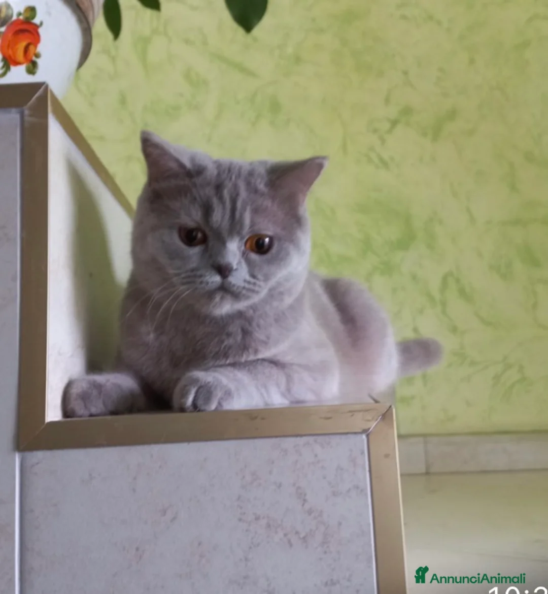 British gatti in vendita: Scottish fold sthrait  - Annuncio 2