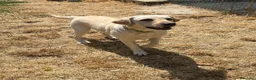 Labrador cani in regalo: Sundance, Labrador di 5 anni, cerca una nuova casa - Annuncio 3