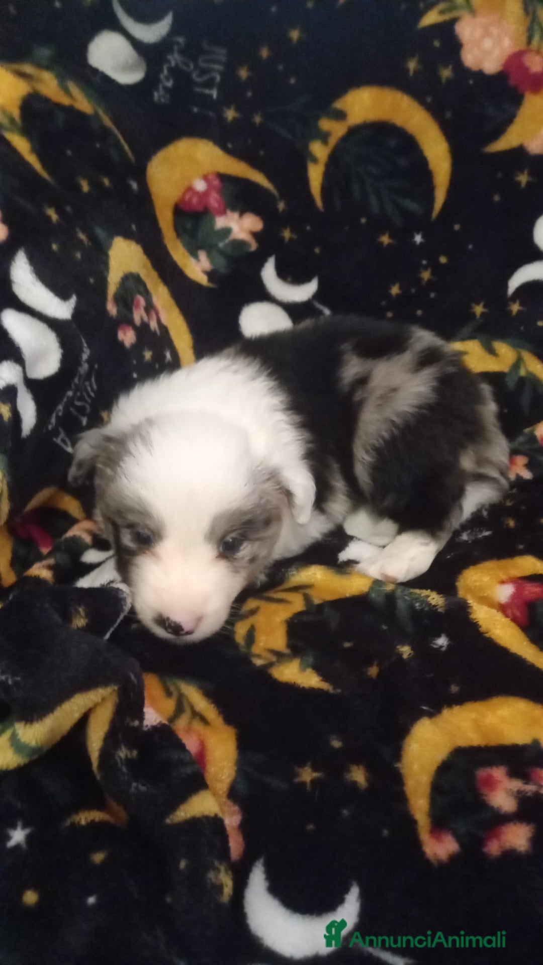 Border Collie cani in vendita: Ultimo maschietto border collie blu merle - Annuncio 3