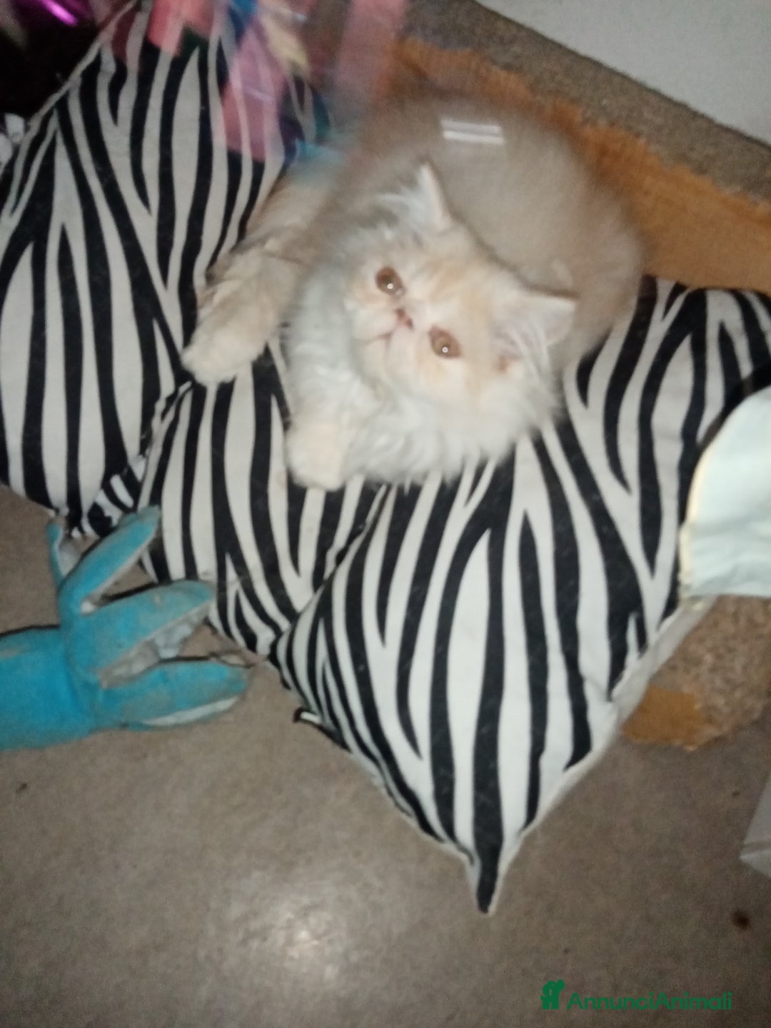 Persiano gatti in vendita: Cuccioli gatto Persiano pura razza  - Annuncio 4