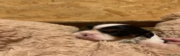 Cavalier King cani in vendita: Cuccioli di Cavalier King con Affisso ENCI  - Annuncio 13