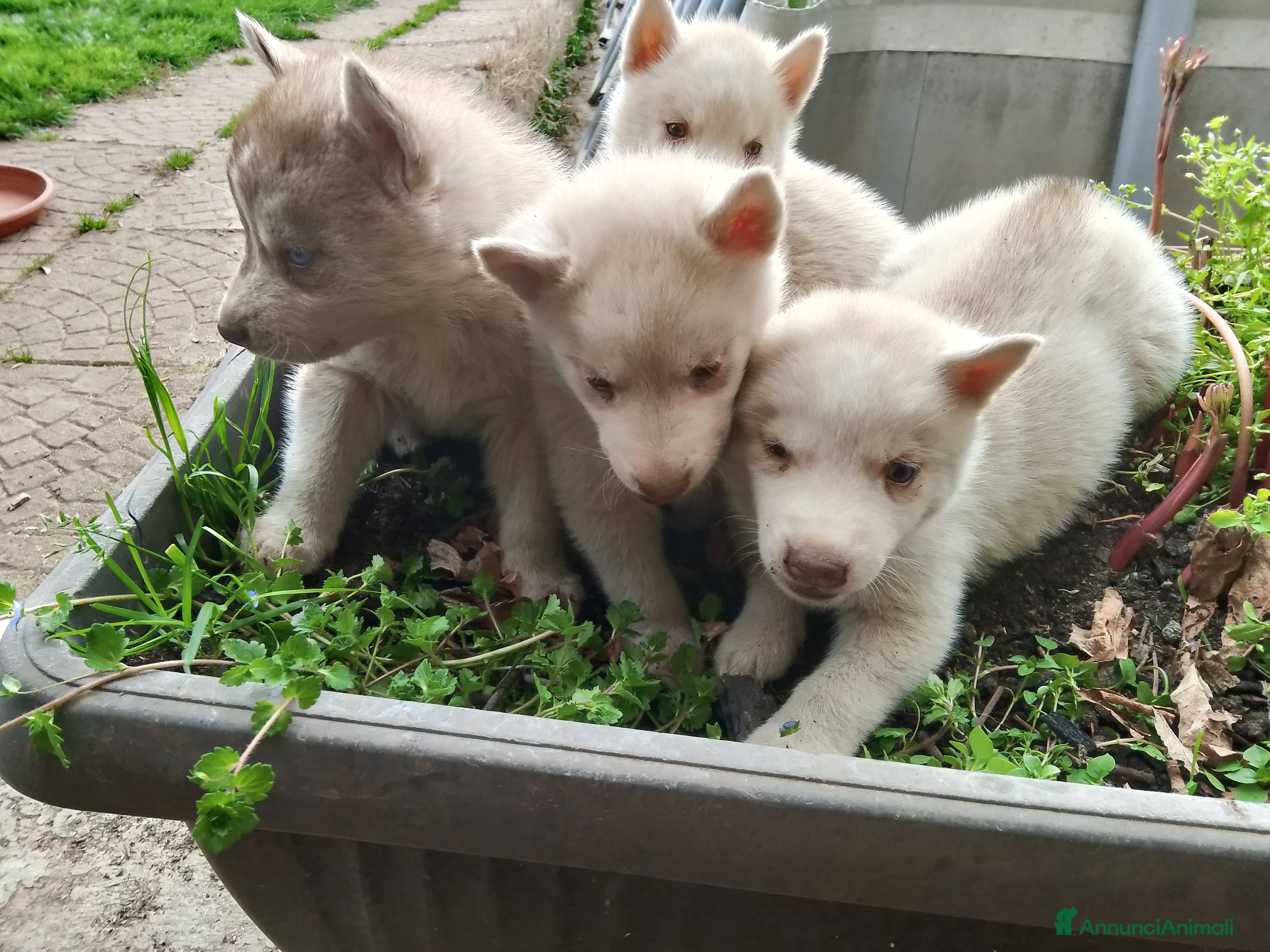 Husky cani Cuccioli di siberian husky  - Annuncio 35