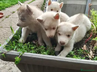 Husky cani Cuccioli di siberian husky - Annuncio 35