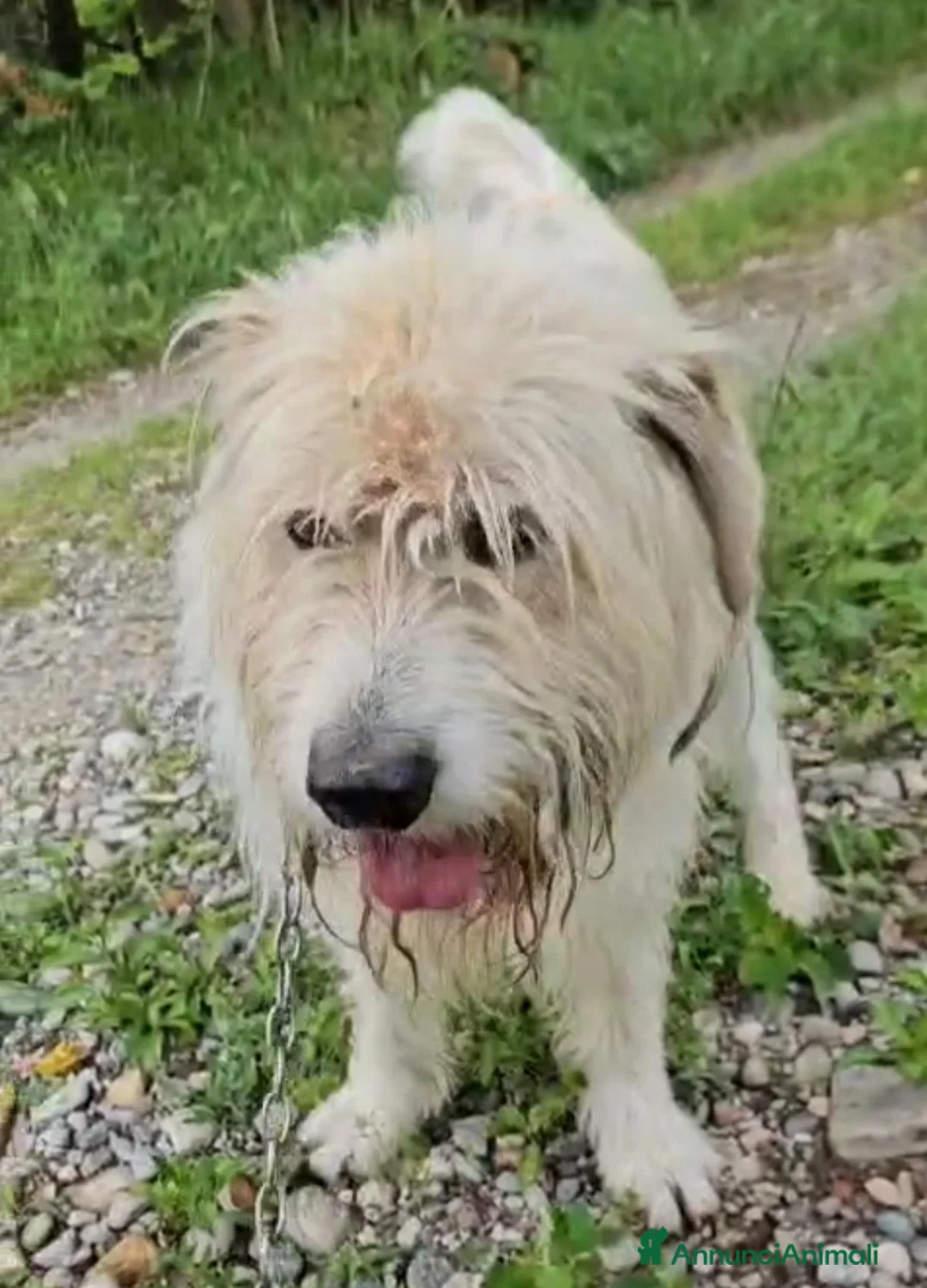 Meticcio cani in regalo: Simil Spinone splendido salvato da 1aguzzinoNOVARA a Città metropolitana di Milano - Annuncio 5