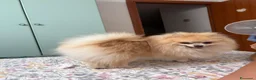 Spitz cani per accoppiamento: Maschio disponibile per accoppiamento  - Annuncio 9