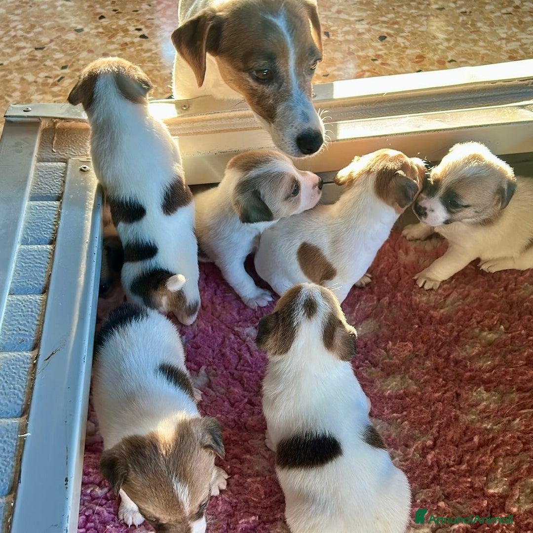 Jack Russell cani in vendita: Cuccioli Jack Russell Terrier, pelo liscio - Annuncio 4