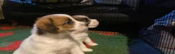 Jack Russell cani in vendita: Cucciolo maschio JACK RUSSELL TERRIER pelo ruvido - Annuncio 15