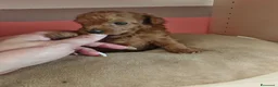Barboncino Toy cani in vendita: Barboncini mini toy - Annuncio 4