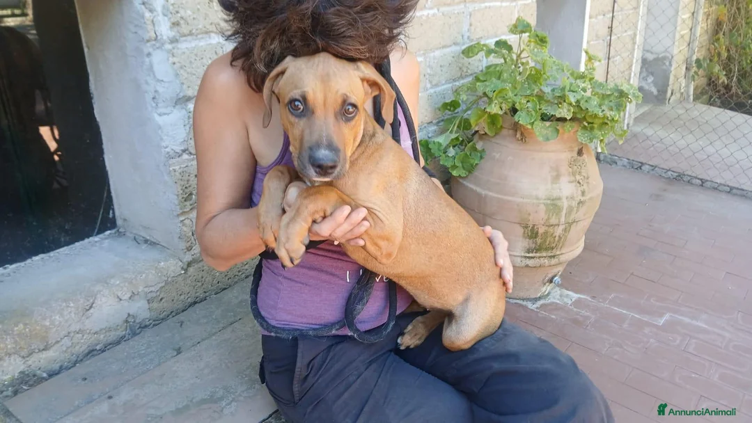 Meticcio cani in regalo: LA CUCCIOLA VIOLA NON VUOLE VIVERE IN CANILE - Annuncio 2