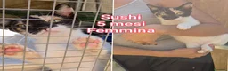 Altre razze gatti in regalo: MICINI, URGENTE! TEMPO SCADUTO  a Provincia di Arezzo - Annuncio 8