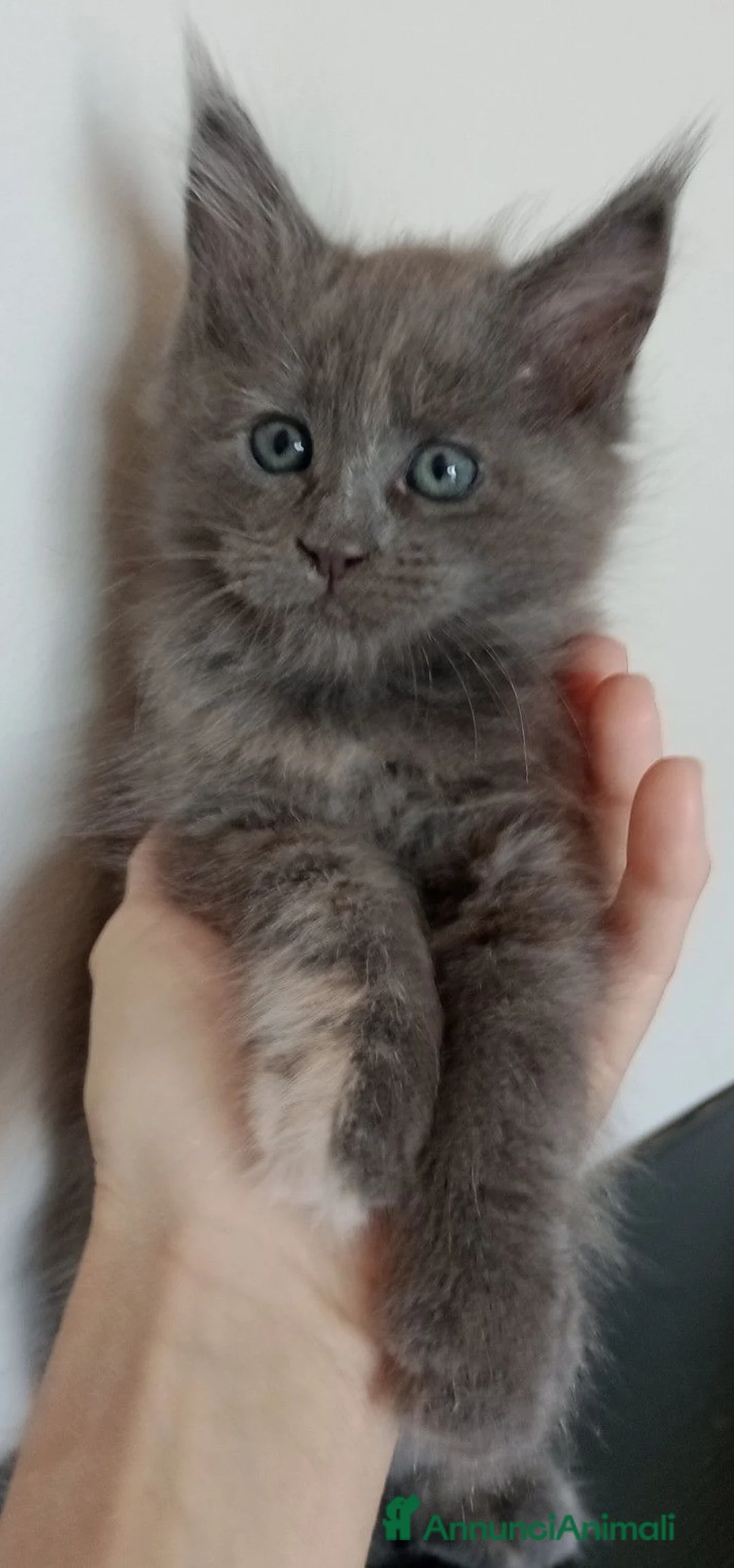 Maine Coon gatti in vendita: Gattini Maine Coon  - Annuncio 2