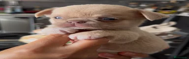 coco