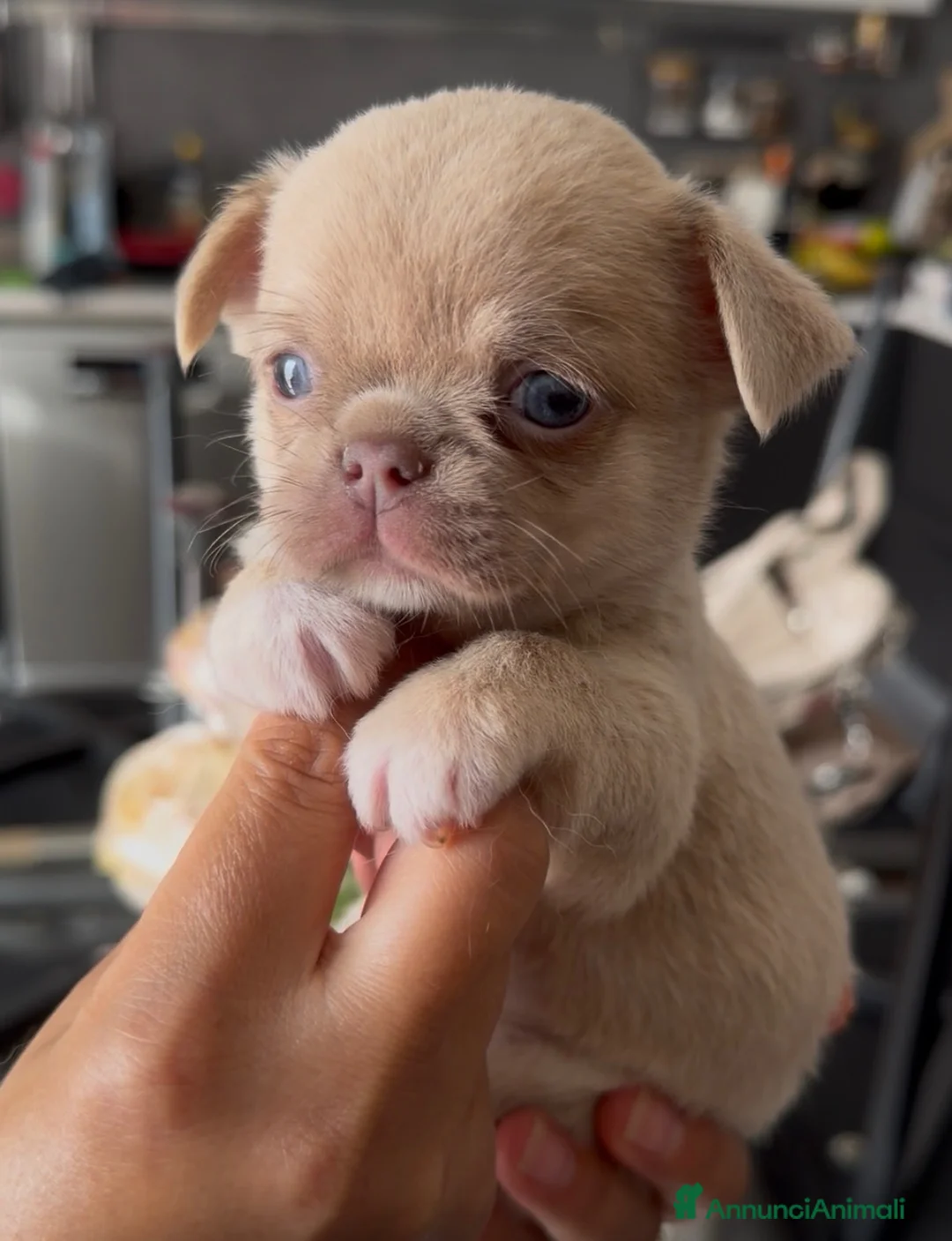 Chihuahua cani in vendita: cuccioli chihuahua - Annuncio 2