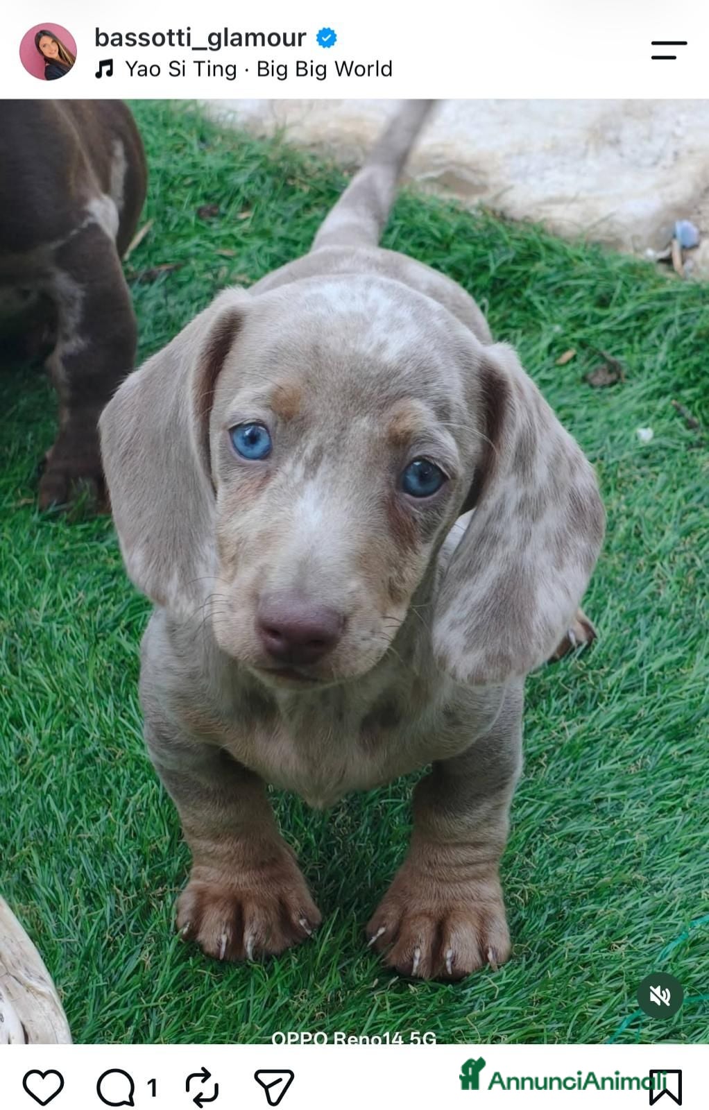 Bassotto cani in vendita: Bassotti cuccioli  - Annuncio 3