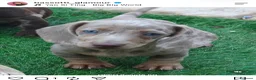 Bassotto cani in vendita: Bassotti cuccioli  - Annuncio 1