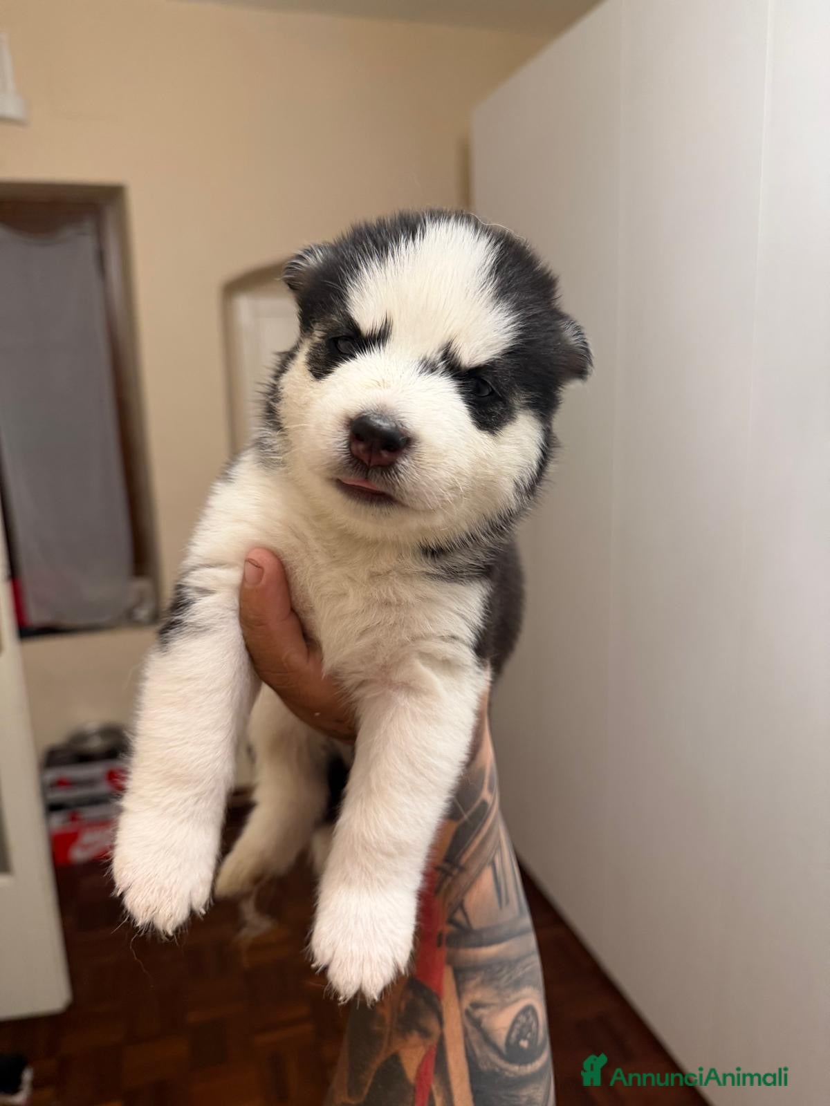 Husky cani Cuccioli Husky  - Annuncio 11