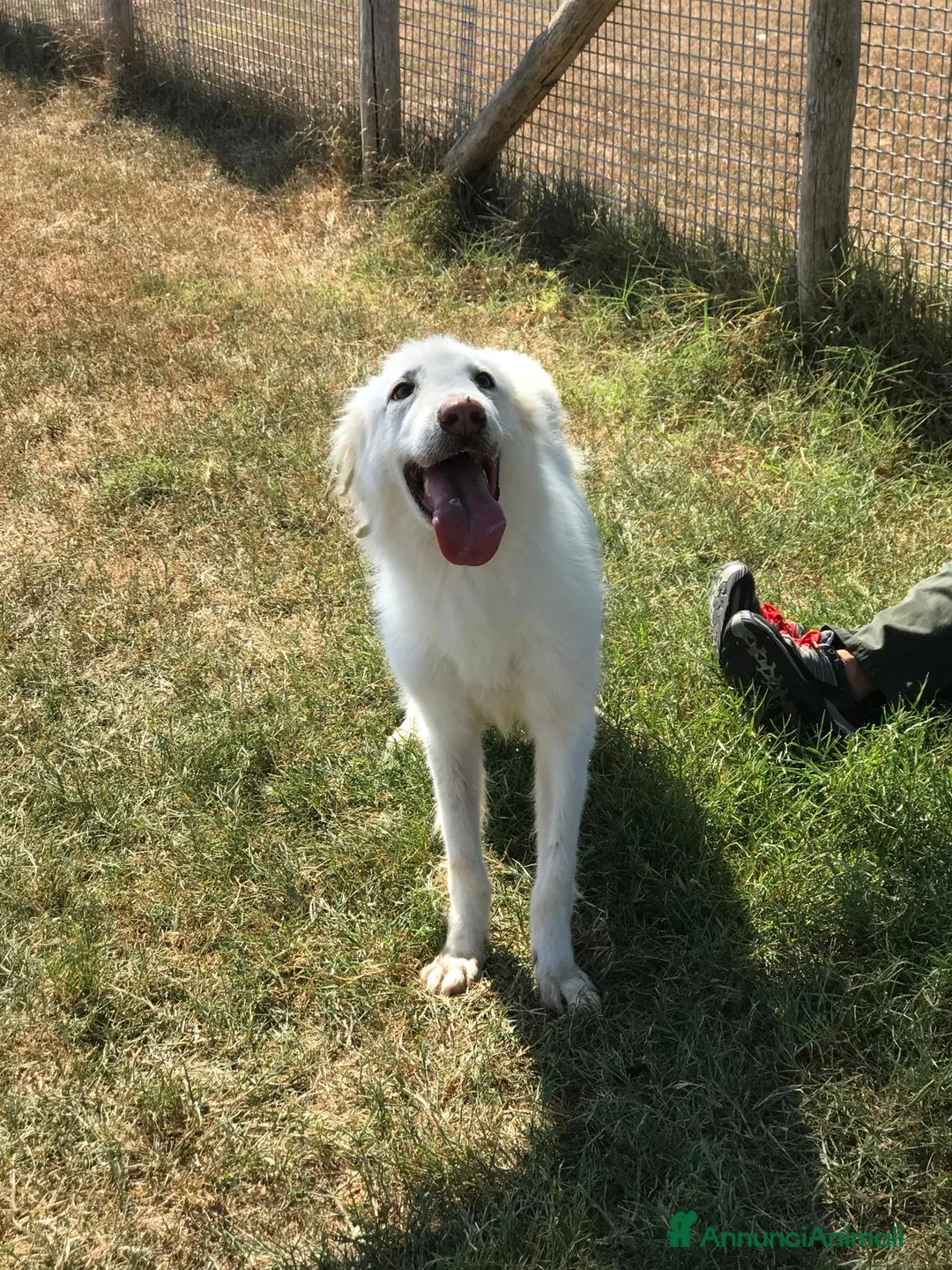 Meticcio cani in regalo: Aprite il vostro cuore ad Ercole a Provincia di Latina - Annuncio 5