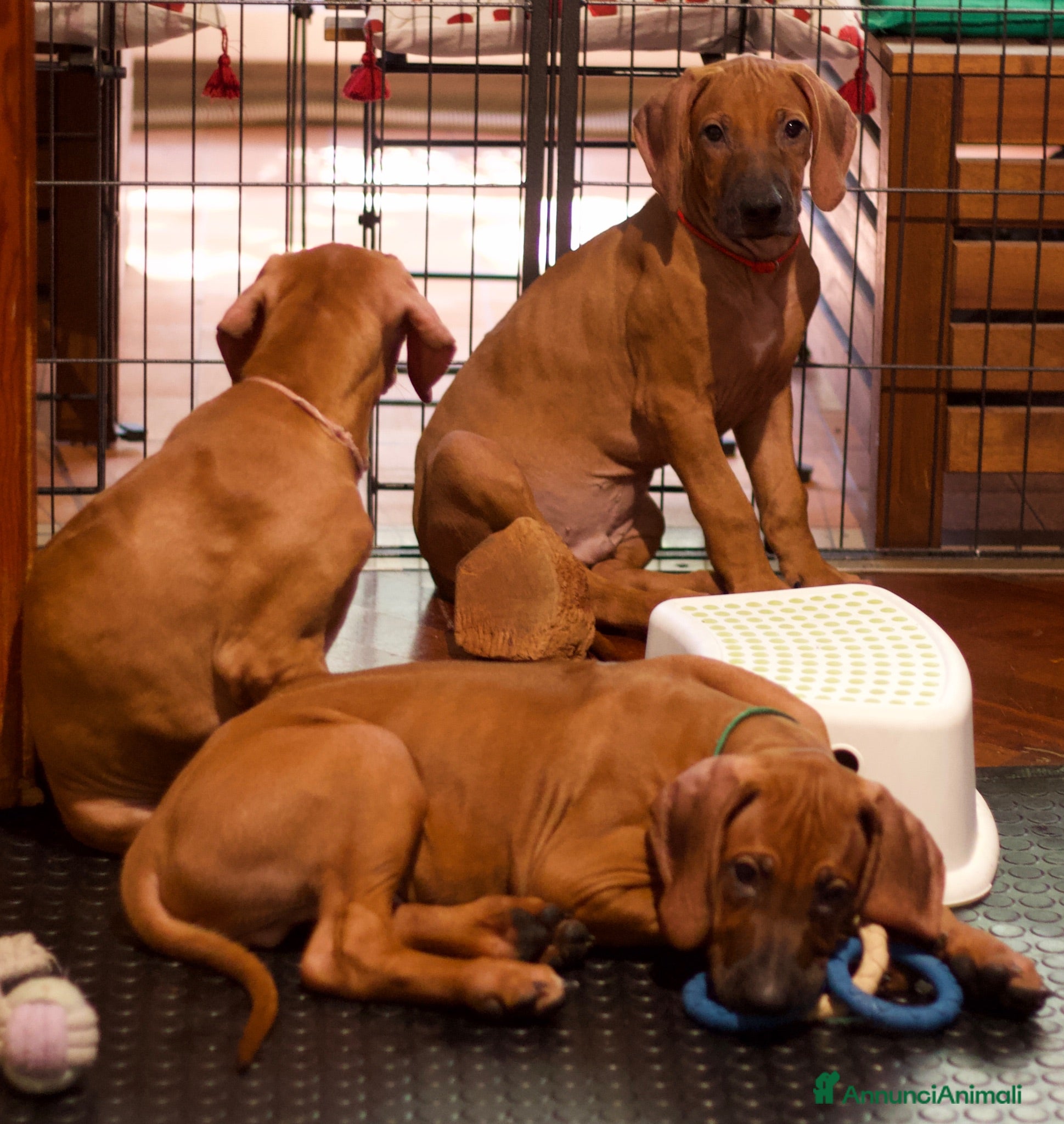 Rhodesian Ridgeback cani Wid Gees Litter - Rhodesian Ridgeback ENCI  - Annuncio 2