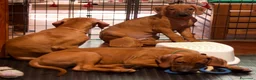 Rhodesian Ridgeback cani in vendita: Cuccioli Rhodesian Ridgeback con Pedigree ENCI - Annuncio 26