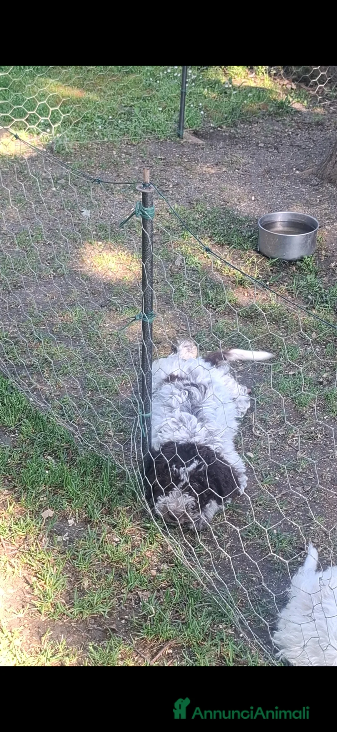 Lagotto cani in vendita: Cucciolo di Lagotto a Città Metropolitana di Bologna - Annuncio 5