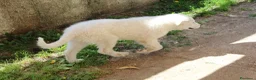 Pastore Abbruzzese Maremmano cani in vendita: pastore abruzzese maremmano con pedigree enci - Annuncio 5