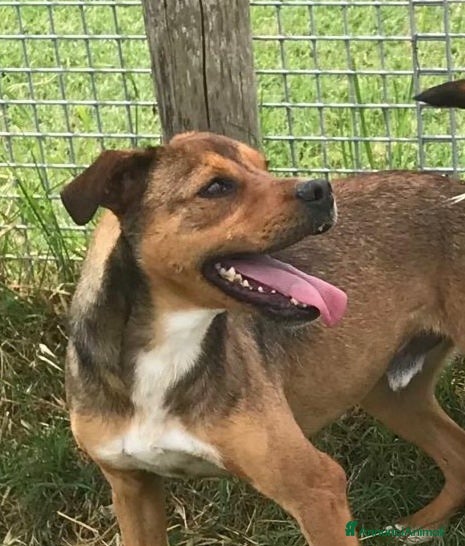 Meticcio cani Mango, il cagnolino che si mette in posa  - Annuncio 29