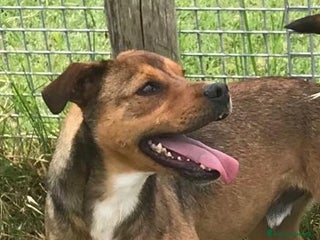 Meticcio cani Mango, il cagnolino che si mette in posa - Annuncio 30