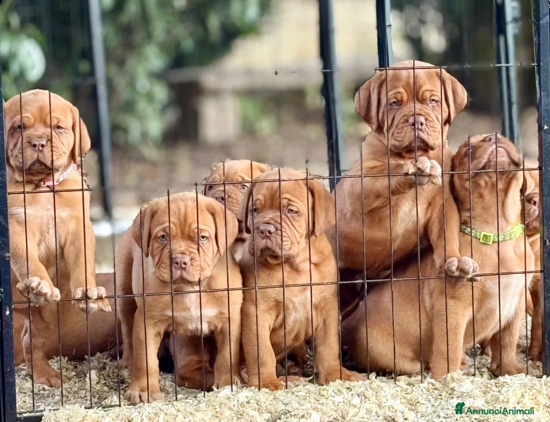 Dogue de Bordeaux cani in vendita: Dogue de Bordeaux CUCCIOLATA STRAORDINARIA  - Annuncio 39